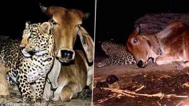 Cow and Leopard Friendship Real or Fake? Here’s the Truth Behind Decades’ Old Viral Photos That Continue To Fascinate the Internet