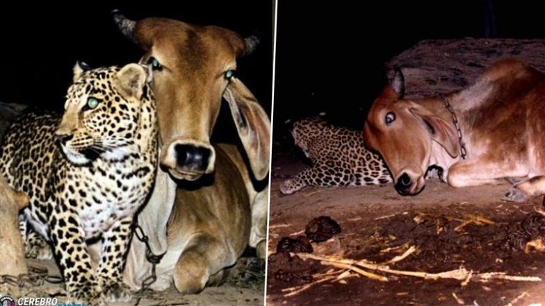 Cow and Leopard Friendship Real or Fake? Here’s the Truth Behind Decades’ Old Viral Photos That Continue To Fascinate the Internet