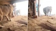 Leopard Spotted in Bareilly: Big Cat Enters House in UP in Search of Food, Brave Dog Scares It Away (Watch Video)