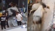 Saharanpur Bull Fight: 2 Rampaging Bulls Clash in Nanauta Market, Trader Injured and Shops Damaged As Panic Erupts; Video Goes Viral