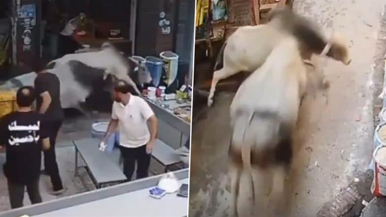 Saharanpur Bull Fight: 2 Rampaging Bulls Clash in Nanauta Market, Trader Injured and Shops Damaged As Panic Erupts; Video Goes Viral