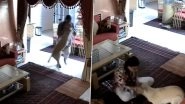 Animal Cruelty in Jaipur: House Help Brutally Thrashes Pet Dog, Seen Picking It Up and Slamming on Ground in Rajasthan; Shocking Video Surfaces