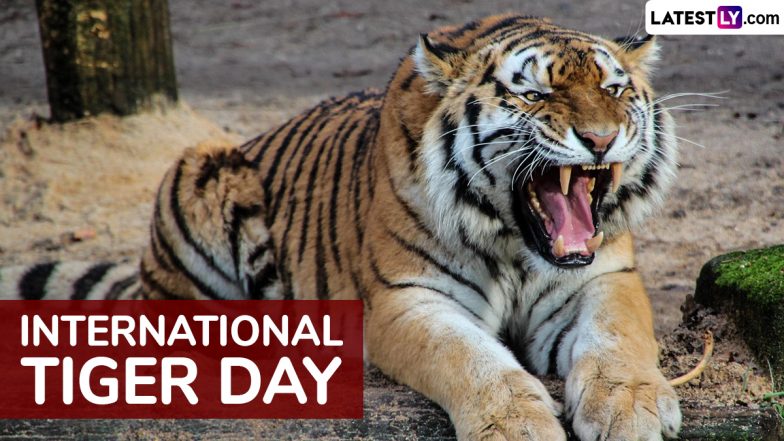 International Tiger Day 2025 Date: Know History and Significance of the Day That Highlights the Urgent Need To Protect and Conserve Tiger Population
