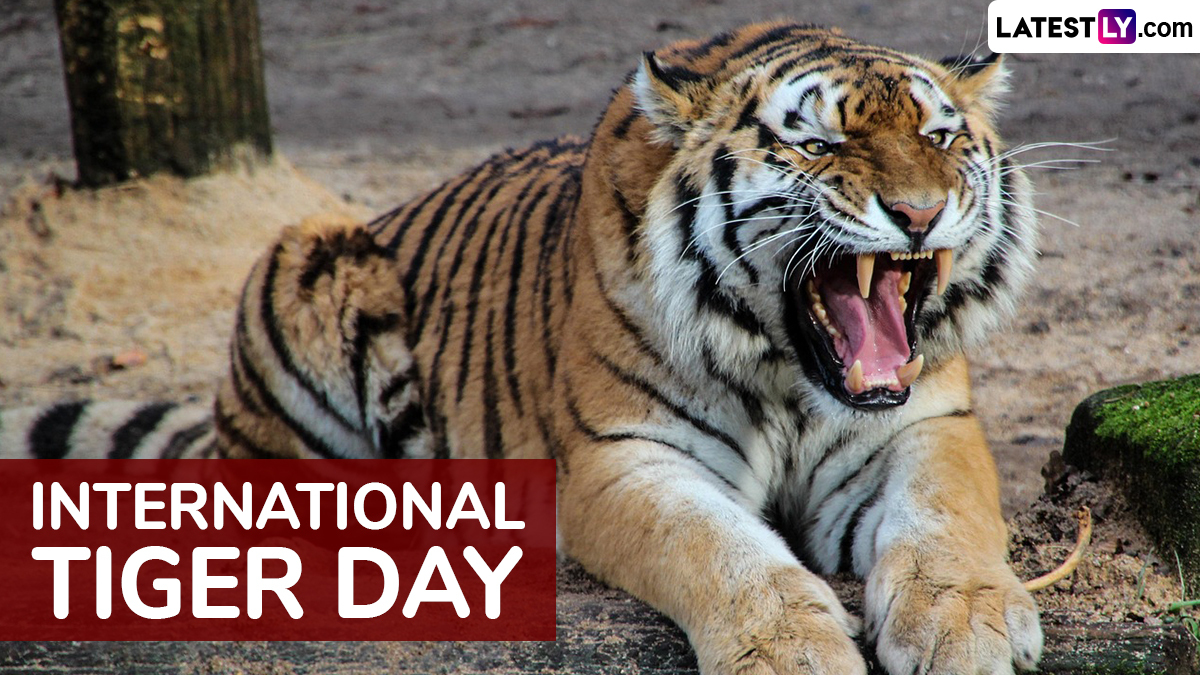 Festivals Events News When Is International Tiger Day 2025 Know 