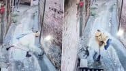 Animal Cruelty in Haryana: Video Shows Man Dressed As Sadhu Hitting Cat on Head With Kamandal, Then Throwing It in Drain