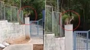 Leopard Spotted in Tirupati: Big Cat Seen Sitting Near Temple Gate at Tirumala Hill in Andhra Pradesh; Video Surfaces