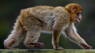 Karnataka: After Tiger Poisonings, 18 Monkeys Found Dead Near Bandipur Forest Reserve; Probe Launched (Watch Video)