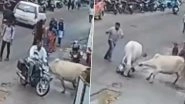 Cow Attack in Bihar: Elderly Man Brutally Trampled by 2 Cows, Another Injured During Rescue Attempt in Banka; Disturbing CCTV Video Surfaces