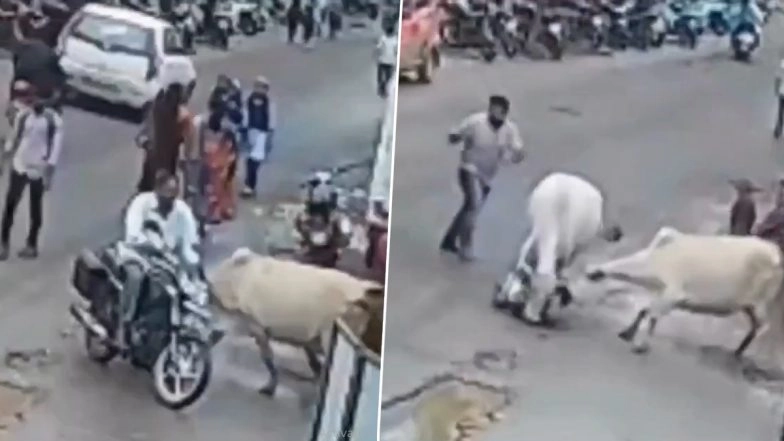 Cow Attack in Bihar: Elderly Man Brutally Trampled by 2 Cows, Another Injured During Rescue Attempt in Banka; Disturbing CCTV Video Surfaces