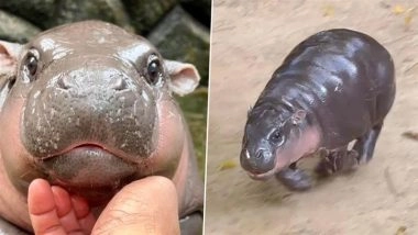 Moo Deng Turns 1: Internet’s Sassy, Viral Baby Pygmy Hippo Celebrates First Birthday at Thailand’s Khao Kheow Zoo (View Pics and Videos)