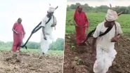 Maharashtra: With No Money for Oxen, 65-Year-Old Latur Farmer Forced To Tie Himself To Plough; Video Goes Viral