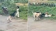 Hubballi Dog Attack: 3-Year-Old Girl Mauled by 2 Stray Dogs on Street, Dragged and Bitten As She Screams for Help; Disturbing Video Surfaces
