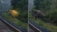 Jharkhand: Train Halts for 2 Hours As Wild Elephant Gives Birth on Railway Track, Heartwarming Video Goes Viral