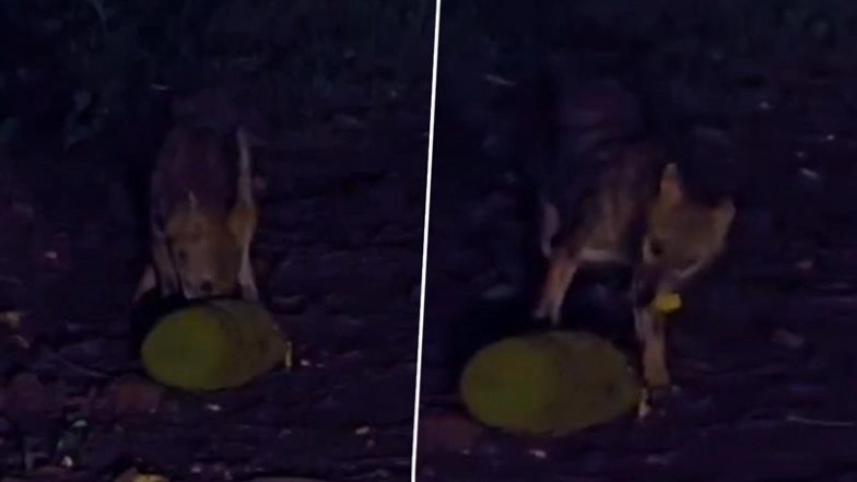Maharashtra: Golden Jackal Caught on Camera Eating Jackfruit in Rare Behaviour in Sindhudurg’s Malvan (Watch Video)