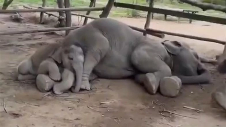 ‘Four Tons of Love’: Baby Elephant Naps on Mom’s Lap, Video Goes Viral