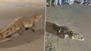Crocodile Spotted in Vadodara: Huge Reptile Wanders on Road Near Commissioner’s Bungalow, Rescued After Hours-Long Operation (Watch Video)