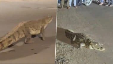 Crocodile Spotted in Vadodara: Huge Reptile Wanders on Road Near Commissioner’s Bungalow, Rescued After Hours-Long Operation (Watch Video)