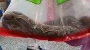 Snake Bite in Udaipur: Man Bitten by Snake Carries Reptile to Hospital, Tells Doctors ‘This Is the One That Bit Me’; Video Goes Viral