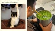 Matcha Supplies Are Running Out As Demand Surges: Funny Memes and Viral Instagram Reels Capture the Craze Around the Green Beverage