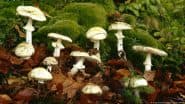 'Mushroom Lady' Found Guilty of Murder Using Death Caps