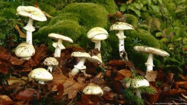 'Mushroom Lady' Found Guilty of Murder Using Death Caps