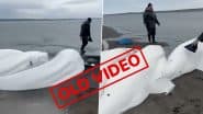 Did Animals Predict Earthquake in Russia? Fact Check Debunks Viral Claim That 5 Beluga Whales Washed Ashore Before Kamchatka Quake; Old Video Shared With False Context