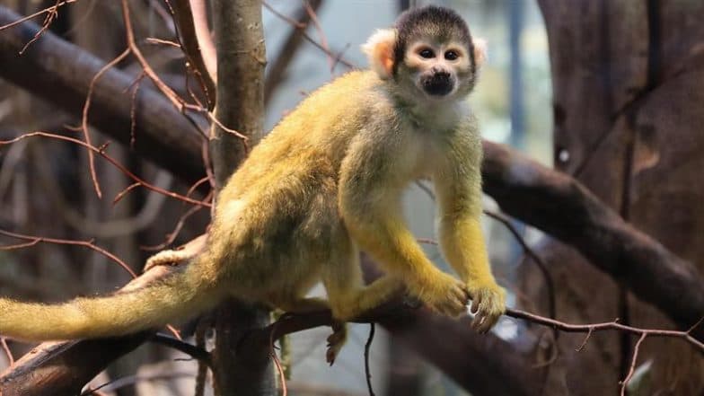 Thiruvananthapuram: Forest Officer Performs CPR on Electrocuted Baby Monkey, Revives It in Heartwarming Rescue; Video Goes Viral