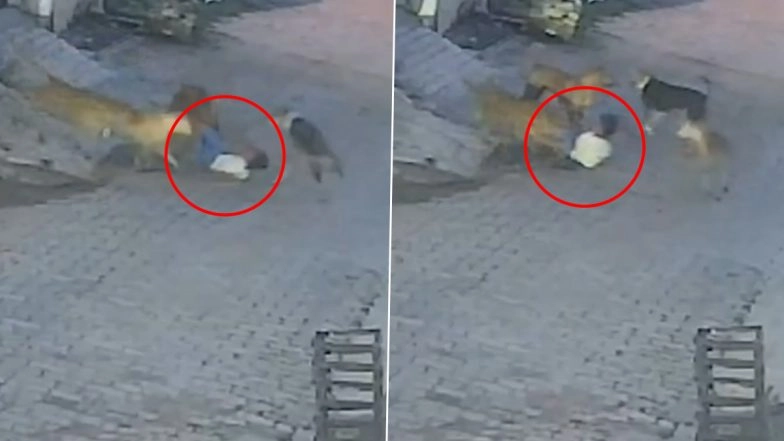 Kushinagar Dog Attack: Kid Attacked by Pack of Stray Dogs in UP, Sustains 18 Deep Wounds; Disturbing Video Surfaces