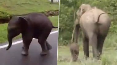 Emotional Reunion in Wild: Forest Officials Reunite Lost Elephant Calf ‘Chotu’ With Mother in Kaziranga by Masking Human Scent With Dung; Video Goes Viral
