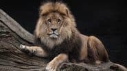 Lion Attack in Australia: Woman Severely Injured After Lion Grabs Her Arm Through Fence at Darling Downs Zoo in Queensland; Investigation Underway