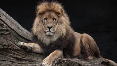 Lion Grabs Woman’s Arm at Darling Downs Zoo in Queensland