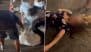 Cincinnati Brawl Viral Videos: What Incident Is Elon Musk Posting About, Alleging Silence From Media? Know All About the Violent Assault on White Persons Near Cincinnati Music Festival