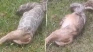 Massive Python Swallows Fox in Jharkhand&rsquo;s Giridih As Locals Watch in Horror; Video Surfaces