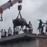 Madhya Pradesh: Buffalo Climbs Onto Roof of House To Escape Rain in Singrauli, Sparks Chaos and Crowd Frenzy; Crane Called In for Rescue (Watch Video)