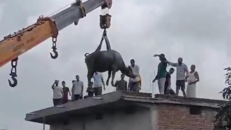 Madhya Pradesh: Buffalo Climbs Onto Roof of House To Escape Rain in Singrauli, Sparks Chaos and Crowd Frenzy; Crane Called In for Rescue (Watch Video)