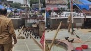 Dadar Kabutar Khana Shed, Fencing Dismantled: BMC Takes Action Against Pigeon Feeding, Removes Illegal Structures on Dadar Kabutarkhana Premises After Govt Order To Shut 51 Kabutarkhanas in Mumbai (Video)