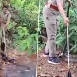 Kerala: Brave Forest Officer Roshni Tackles 18-Foot King Cobra in Thiruvananthapuram, Video Shows Daring Rescue of Huge Venomous Snake