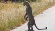 ‘Leopard Looking at His Food Like a Human!’ Rare Video From Kruger National Park Shows Big Cat Standing on 2 Legs (Watch)