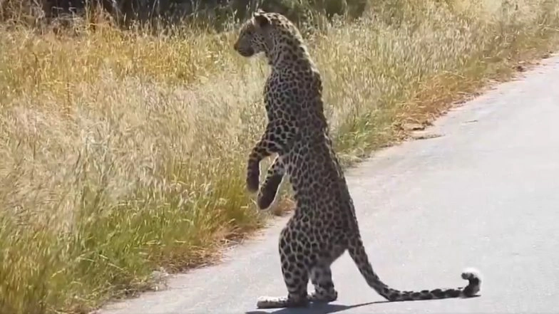 ‘Leopard Looking at His Food Like a Human!’ Rare Video From Kruger National Park Shows Big Cat Standing on 2 Legs (Watch)