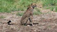 Namibian Cheetah Nabha Dies at Kuno National Park After Suffering Fractures During Suspected Hunting Attempt in Soft Release Enclosure