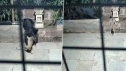 Black Panther Spotted in Ratnagiri: Rare Leopard Caught on Camera Hunting Dog in Maharashtra&rsquo;s Rajapur, Video Goes Viral