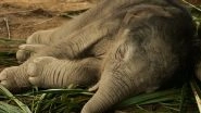 Elephant Death in Kerala: 5-Year-Old Baby Tusker Found Dead at Konni Jumbo Training Centre; Body Sent for Post-Mortem