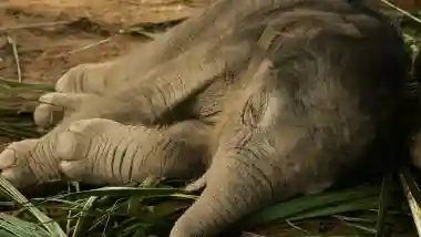 Elephant Death in Kerala: 5-Year-Old Baby Tusker Found Dead at Konni Jumbo Training Centre; Body Sent for Post-Mortem