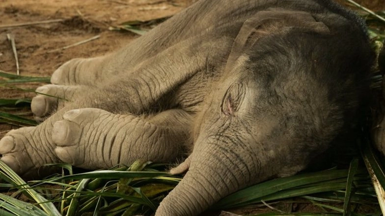 Kerala: Elephant Calf Found Dead at Shelter