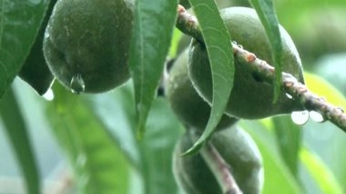 India News | Manipur's Orange Bowl: Dailong Village Merges Tradition with Ecological Wisdom