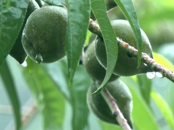 India News | Manipur's Orange Bowl: Dailong Village Merges Tradition with Ecological Wisdom