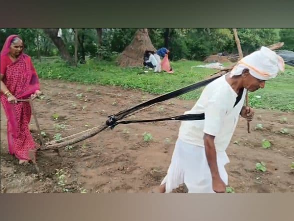 India News | Maharashtra: 76-year-old Farmer Ploughs Farm Manually for 10 Years Due to Financial Hardship