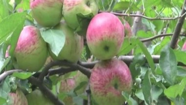 India News | Farmers Welcome Hike in Apple MIP, Demand Strict Implementation and 100% Import Duty on Foreign Apples