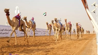 World News | Al Ain Camel Racing Festival Kicks off