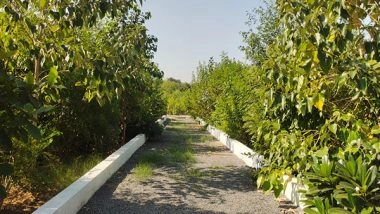 India News | Gujarat Tops Nation with Notable Increase of More Than 241 Sq Kms in Tree Cover Outside Notified Forest Areas: FSI Report